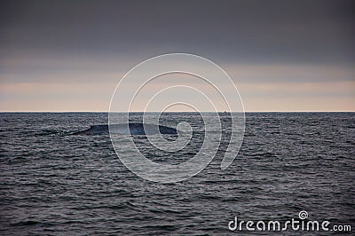 Blue whale in sea