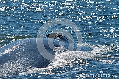 Blue Whale Taking A Breath