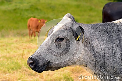 Blue and white cow in field