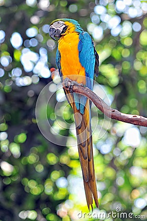 Blue and Yellow parrot Bird