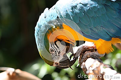 Blue and yellow parrot bites its claws