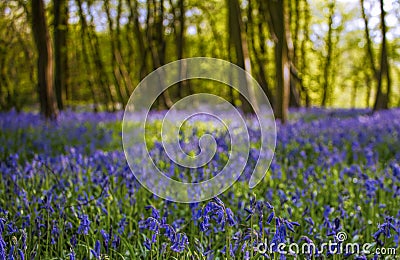 Bluebell forest