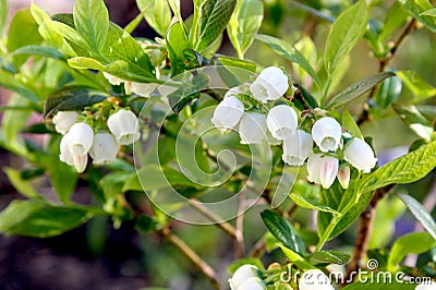 Blueberry flowers on the shrub