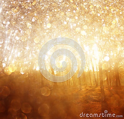 Blurred abstract photo of light burst among trees.