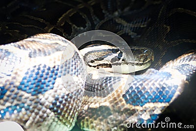 Boa snake relaxing between light and shadow
