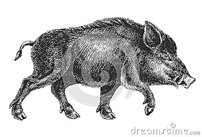 Pin by Danny Ayers on critters | Wild boar, Boar, Drawings