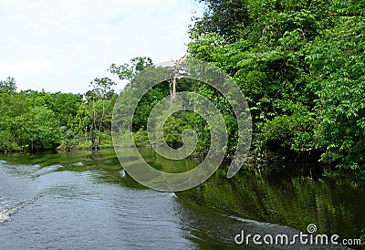 Boat wakes on the Amazon