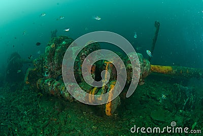 Boat wreck, indo-pacific sergeant damselfish in Ambon, Maluku, Indonesia underwater photo