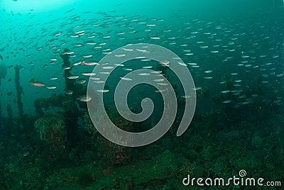 Boat wreck, schooling fishes in Ambon, Maluku, Indonesia underwater photo