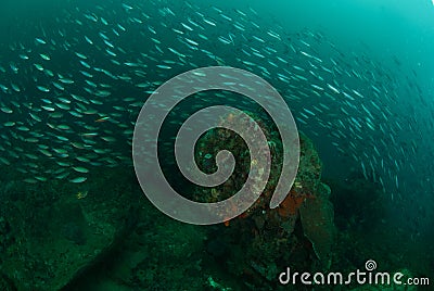 Boat wreck, schooling fishes in Ambon, Maluku, Indonesia underwater photo