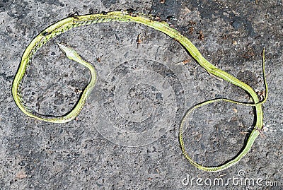 Body of green snake