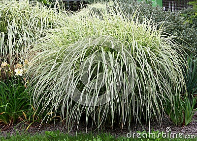 Bog bush of perennial grass