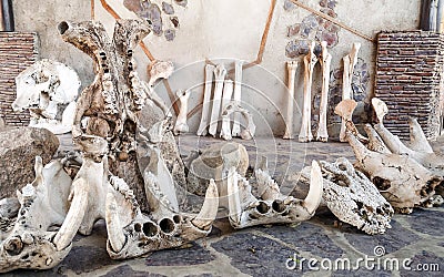 Bones of ancient animals