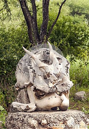 Bones of the head of a boar