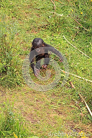 Bonobo baby monkey walking on two legs
