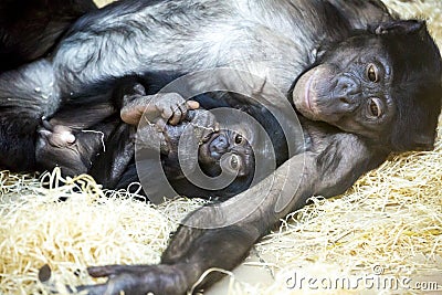 Bonobos share 98.7 of their genetic code with hum