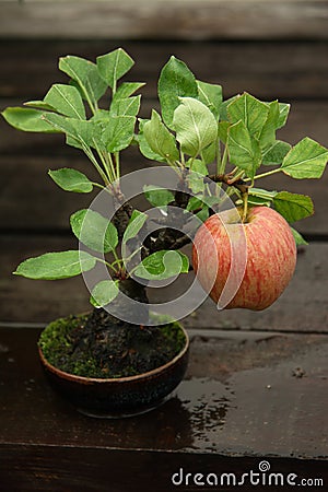 Bonsai apple tree