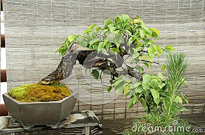 Bonsai Tree Stock Photography - Image: 28915182