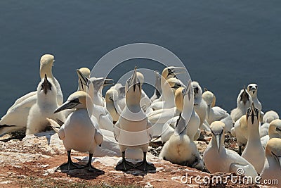 Boobies of Helgoland