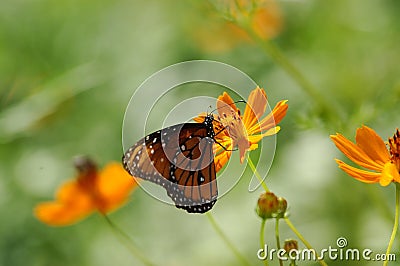 borboleta-poised-na-flor-273004.jpg