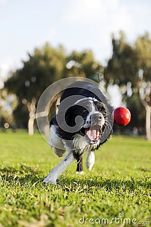 Border Collie Fetching Dog Ball Toy at Park