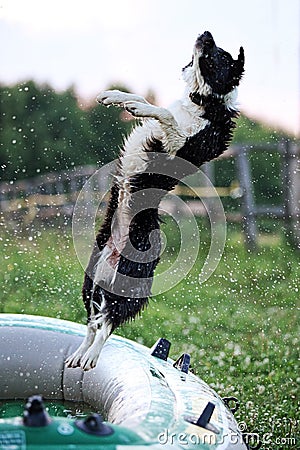 Border Collie jumping over the water drops