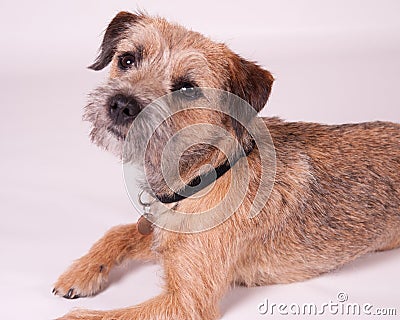 Border Terrier