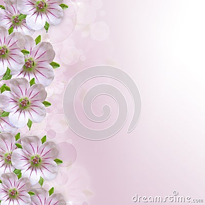 Border Of White - Pink Flower