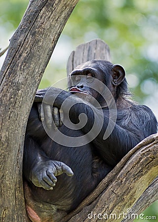 Bored chimpanzee