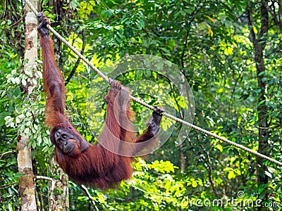 Borneo Orangutan at the Semenggoh Nature Reserve Near Kuching, M