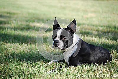 Boston Terrier Puppy