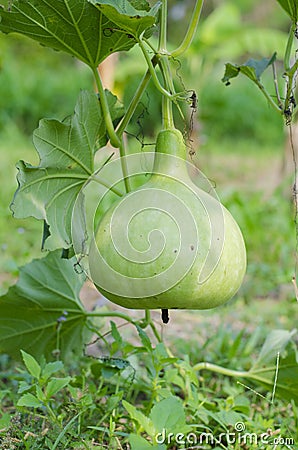 Bottle gourd in the farm