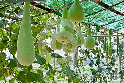 Bottle gourd and winter melon