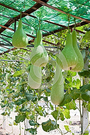 Bottle gourd and winter melon