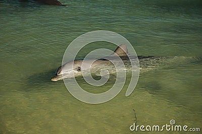 Bottlenose dolphins at Shark Bay Western Australia