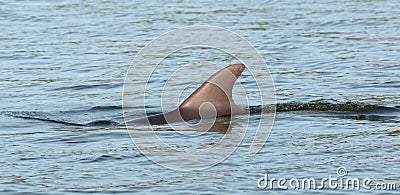 Bottlenose dorsal fin