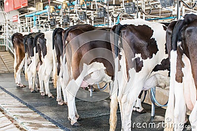 Bottom dairy cow standing in farm cows