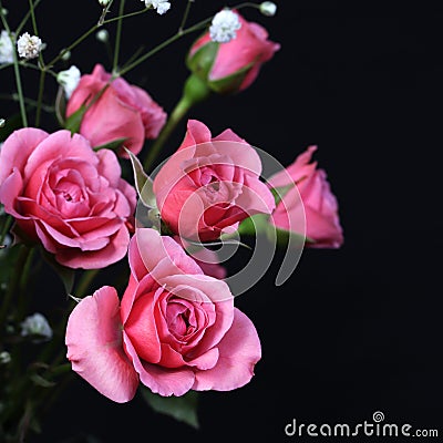 Bouquet of Pink Roses on black