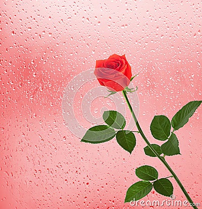 Bouquet of red roses on the background