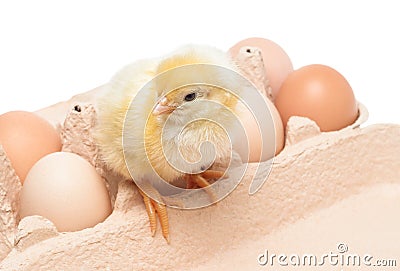 Box with eggs and a little chicken