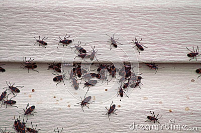 Box Elder Bug Infestation on House