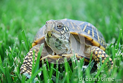 Box Turtle