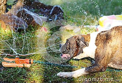 Boxer breed pet dog playing in water hot summer day