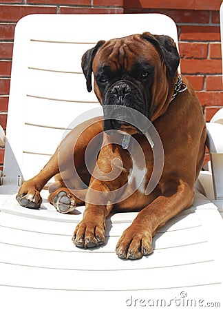 Boxer dog