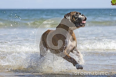 Boxer dog and ball