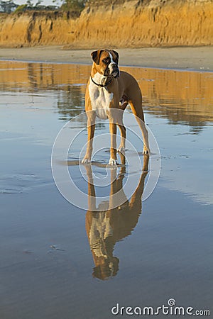 Boxer Dog Beach Reflection
