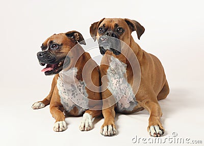 Boxer dog couple