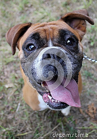 Boxer dog head close up