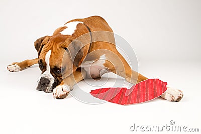 Boxer Dog with a heart