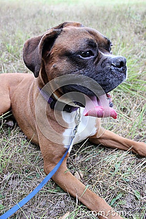 Boxer dog laying down